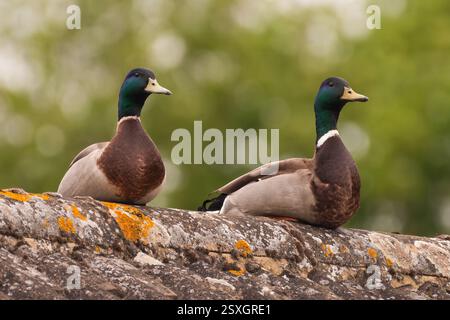 Paire de colverts mâles (Anas platyrhynchos) assis sur un toit Banque D'Images