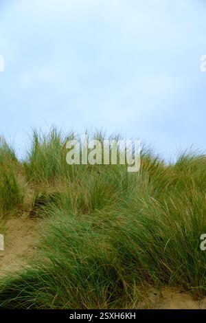Dunes de sable sur les sables de Camber, Kent, Angleterre, Royaume-Uni Banque D'Images