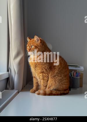 Chat adulte au gingembre assis sur la table et regardant la fenêtre Banque D'Images