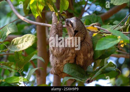 Paresseux mignon (Bradypus) accroché sur une branche d'arbre avec un regard drôle de visage, portrait parfait d'animal sauvage dans la forêt tropicale Banque D'Images