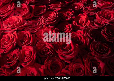 Un arrangement vibrant de roses rouges remplit l'espace, mettant en valeur différentes tailles et étapes de floraison. Les roses créent une expérience visuelle riche et luxuriante, par Banque D'Images