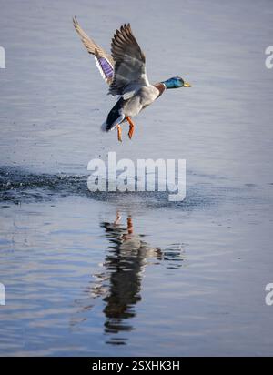 Canard colvert mâle décollant du lac Langford Lake dans le Wiltshire le 24 février 2025 Banque D'Images