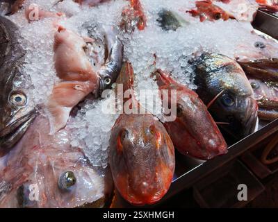 Exposition de fruits de mer méditerranéens frais sur Gurnard rouge glacé et assortiment de poissons Banque D'Images