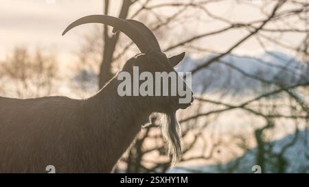 Une chèvre avec une longue barbe pendant l'heure dorée Banque D'Images