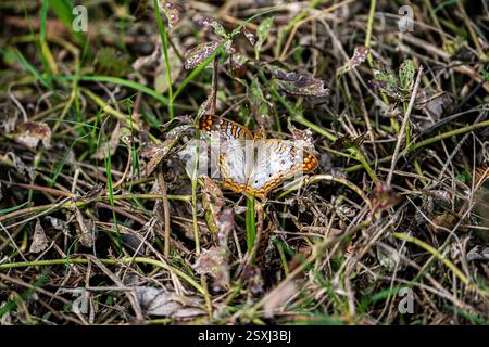 Papillon blanc Peacock reposant dans une zone herbeuse. Banque D'Images