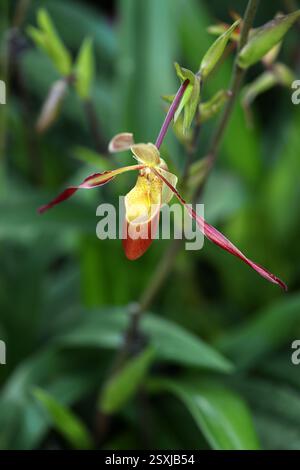 Lady's Slipper Orchid ou Zapatilla, Phragmipedium longifolium, Orchidaceae. Phragmipedium longifolium est une espèce d'orchidée. Banque D'Images