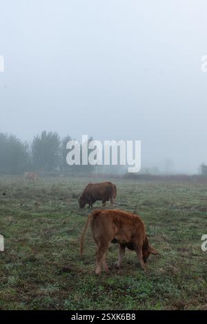 Vaches qui paissent un jour très brumeux en automne. Banque D'Images