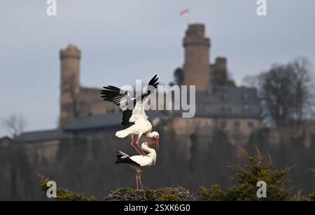 Bensheim, Allemagne. 24 février 2025. Sur fond de château d'Auerbach, une paire de cigognes font l'amour dans leur nid. De nombreuses cigognes se sont installées dans le village de la Bergstrasse de Hesse. Crédit : Arne Dedert/dpa/Alamy Live News Banque D'Images