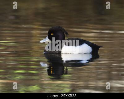 Canard touffeté, (Aythya fuligula), oiseau mâle sur un lac, Hesse, avec son reflet dans l'eau, Allemagne, Europe Banque D'Images
