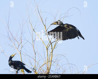 Grands cormorans (Phalacrocorax carbo), l'un en vol et en plumage d'élevage et l'autre oiseau perché dans un arbre, appelant l'un à l'autre, Hesse, germe Banque D'Images