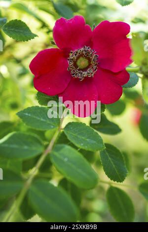 Rose mandarine (Rosa moyesii), fleur, Saxe, Allemagne, Europe Banque D'Images