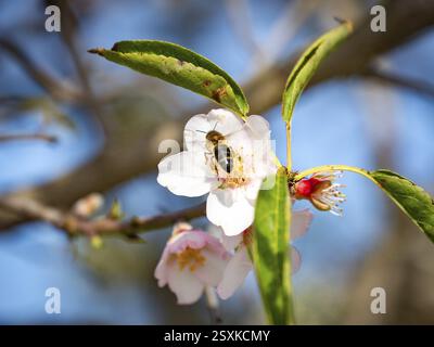 Fleur d'amande avec abeille, amandier en fleurs, détail, Llubi, Majorque, Espagne, Europe Banque D'Images