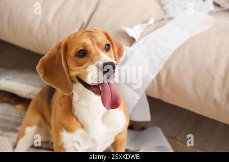 Chien méchant Beagle avec rouleau de papier toilette déchiré assis dans le salon en désordre Banque D'Images