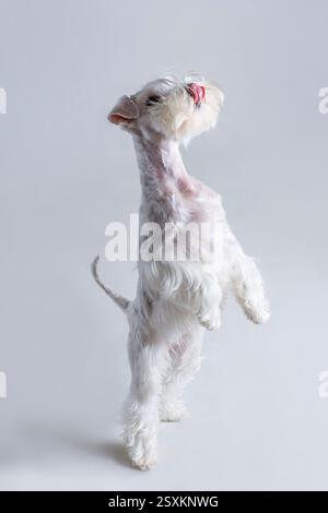 Chien blanc pelucheux debout sur ses pattes arrière la langue dépasse Banque D'Images