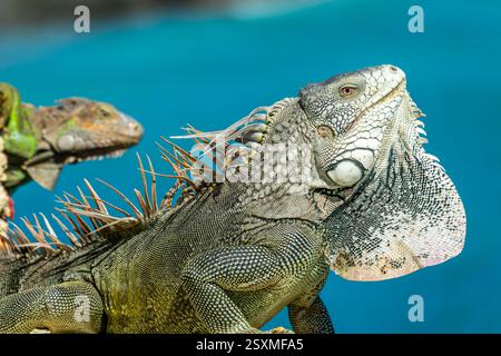 Gros plan de deux Iguanas verts sur l'île de Sint Maarten (Saint Martin), Antilles. Faune des Caraïbes Banque D'Images