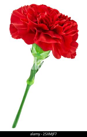 Fleur de clous de girofle rouge isolée sur fond blanc Banque D'Images