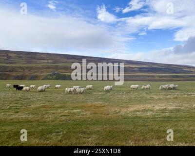 Un paysage rural tranquille avec un champ de moutons, une colline en pente douce et un ciel partiellement nuageux, capturant l'essence de la campagne paisible Banque D'Images