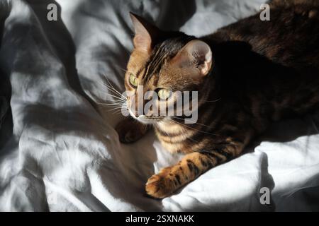 Chat du Bengale avec des cheveux dorés couchés sur un tissu blanc, éclairé par la lumière du soleil. Les ombres profondes créent un contraste artistique. Vue de dessus Banque D'Images