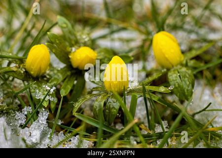 Aconite d'hiver dans le temps de février Banque D'Images