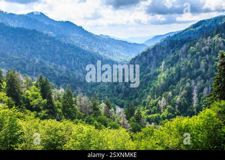 Chaîne de montagnes avec une route qui la traverse. La route est entourée d'arbres. Le ciel est nuageux Banque D'Images