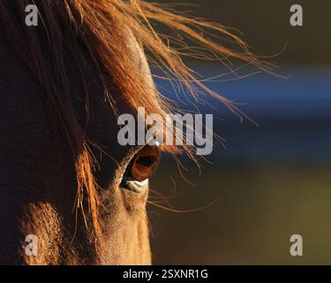 Gros plan horizontal de chevaux bruns reflétant la lumière du soleil avec la crinière soufflant dans la brise. Banque D'Images