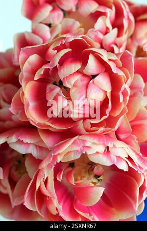 Les tulipes doubles pivoines rose vif avec des bords crème éblouissent dans une image de studio plein format sur un fond blanc Banque D'Images