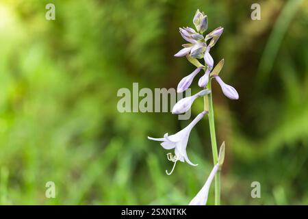 Une vue détaillée d'une délicate fleur d'Hosta sur une tige verticale entourée d'un feuillage vert éclatant flou, transmettant la beauté naturelle et la tranquillité Banque D'Images