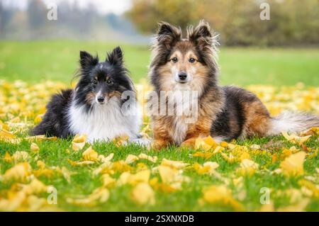 Deux chiens Sheltie, femelles tricolores et de couleur sable, couchés fidèlement côte à côte dans une prairie grasse verte couverte de feuilles jaunes tombées en automne Banque D'Images