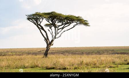 Un arbre d'acacia solitaire debout majestueusement dans un environnement de paysage magnifiquement pittoresque Serengeti Tanzanie Afrique Banque D'Images