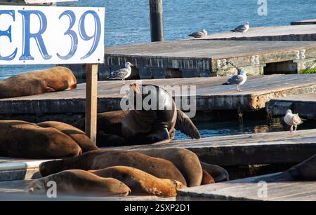 Lions de mer se relaxant sur des quais en bois à l'embarcadère 39 à san francisco Banque D'Images