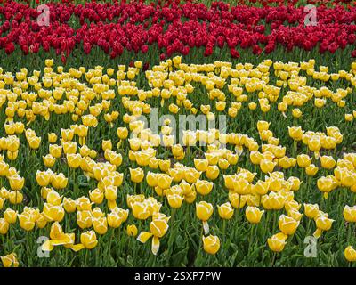 Une vaste mer de tulipes de couleur jaune et rouge en pleine floraison, s'étendant à travers une ferme de tulipes au Royaume-Uni. Banque D'Images