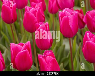 De belles tulipes fleurissent dans des tons rose vif à travers de vastes champs à Norfolk, Royaume-Uni, créant un spectacle à couper le souffle au printemps. Banque D'Images