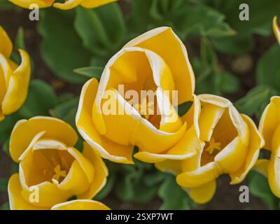 Vue descendante de tulipes jaunes poussant dans une ferme de tulipes du Norfolk. ROYAUME-UNI Banque D'Images