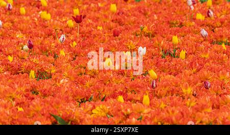 Vue panoramique des rangées de tulipes orange vif, avec des fleurs rouges et jaunes dispersées poussant dans un champ de tulipes dans le Norfolk. ROYAUME-UNI Banque D'Images