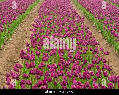 Rangées de tulipes violettes dans un champ de tulipes Norfolk. ROYAUME-UNI Banque D'Images