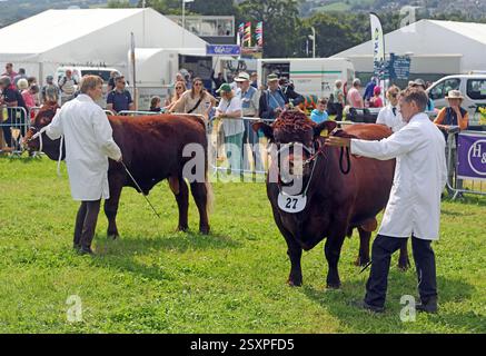 Animaux au County Show Banque D'Images