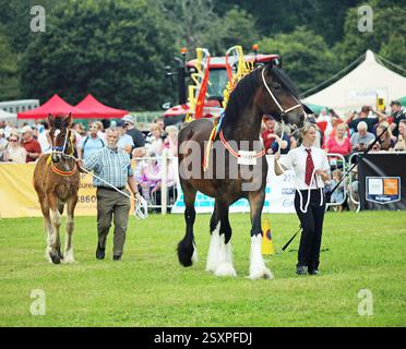 Animaux au County Show Banque D'Images