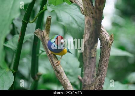 Bel oiseau coloré Gould-Amandina (Gouldian finch) assis sur une branche dans la forêt tropicale. Banque D'Images