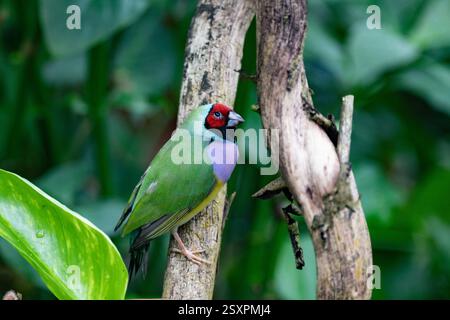 Bel oiseau coloré Gould-Amandina (Gouldian finch) assis sur une branche dans la forêt tropicale. Banque D'Images