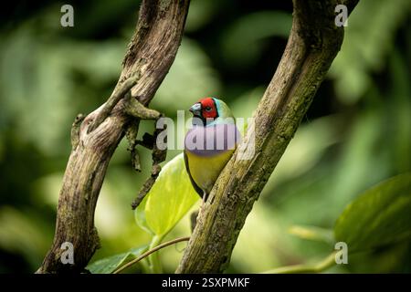 Bel oiseau coloré Gould-Amandina (Gouldian finch) assis sur une branche dans la forêt tropicale. Banque D'Images
