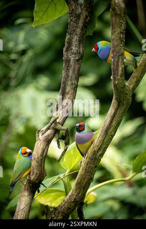 Bel oiseau coloré Gould-Amandina (Gouldian finch) assis sur une branche dans la forêt tropicale. Banque D'Images