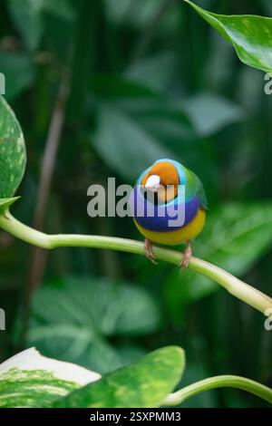 Bel oiseau coloré Gould-Amandina (Gouldian finch) assis sur une branche dans la forêt tropicale. Banque D'Images
