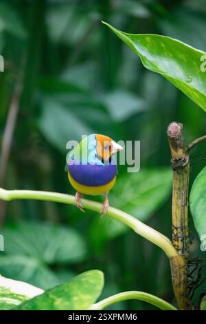 Bel oiseau coloré Gould-Amandina (Gouldian finch) assis sur une branche dans la forêt tropicale. Banque D'Images
