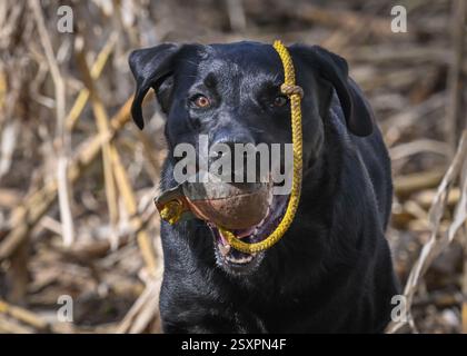 Un chien noir du Labrador en entraînement Banque D'Images
