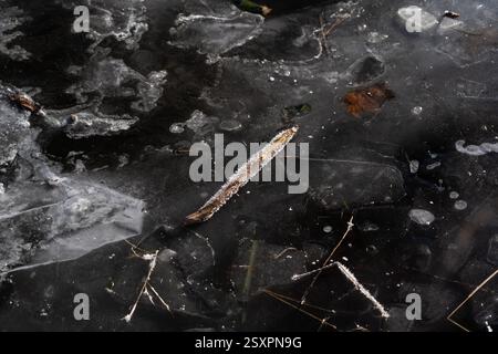 Morceaux de glace gelés dans l'eau. Un bâton gelé dans de la glace. Givre sur un bâton Banque D'Images