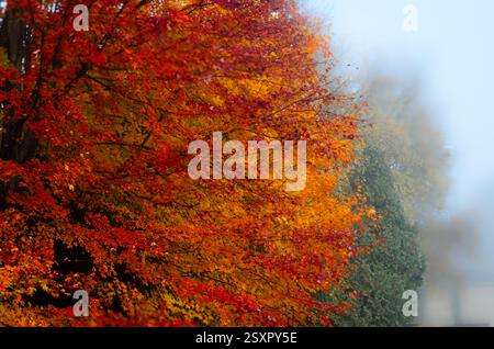 Vue rapprochée d'un érable avec des feuilles rouges et oranges par un matin brumeux, avec d'autres arbres dans le fond de décoloration Banque D'Images