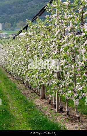 Jardin de pommiers fleuri au printemps. Verger de pommiers en fleurs. Banque D'Images