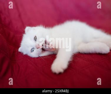Un chat blanc bâillant avec des oreilles roses et un nez noir, se prélassant sur un mur de briques. Banque D'Images