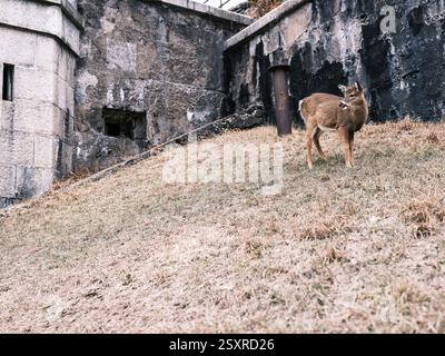 Un cerf solitaire se tient sur une pente herbeuse, un manteau brun contrastant avec un mur de pierre altérée tandis que les tons doux de l'hiver créent une scène calme et réfléchissante. Banque D'Images