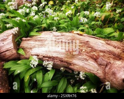 Les bois d'ail au printemps, île de Wight, Angleterre Banque D'Images